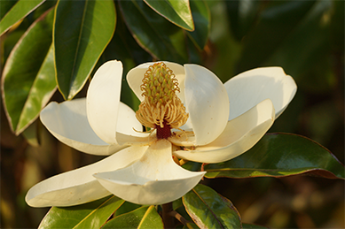 Magnolia Symbol 