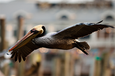 Pelican Symbol 2 